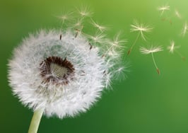 How to scale your business like the pros