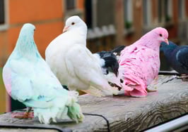 3 independent, innovative brokers tell all