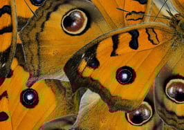 A group of butterflies so close together it's difficult to tell one from another.