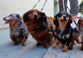 Breaking down Chicago's most pup-friendly neighborhoods