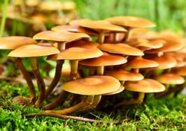 Keller Williams still adding agents at break-neck pace