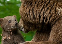 12 tips for new real estate agents