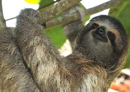 Why buying leads doesn't make agents lazy