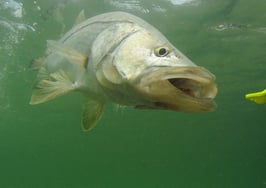 A fish chasing a lure