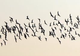 A flock of birds migrating for the season