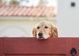 How Coldwell Banker rallies the troops for a good (and cute) cause