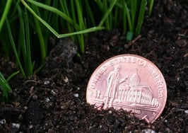 A penny laying on the ground, partly buried in soil.