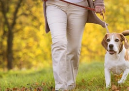 A woman walking a dog in the fall.