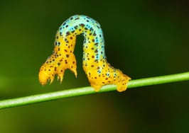 inchworm on a leaf