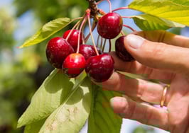 Cherry-picking by hand