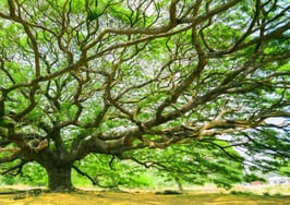 A big tree with expansive branches