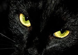 A black cat