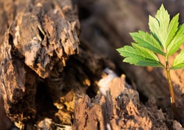 A young tree growing out of an older tree.