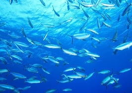 Houlihan Lawrence dual agency case is now a class action lawsuit