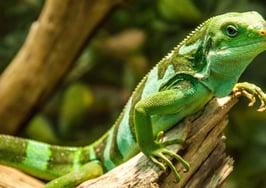 Why buyers buy -- unlocking your clients' reptilian instincts