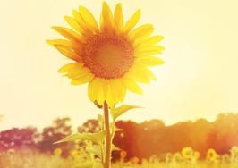 One sunflower standing tall in a field