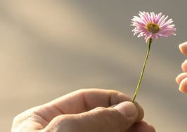 One hand holding out a flower