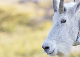 A mountain goat with a tracking device around its neck