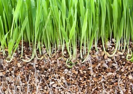 Grassroots in vermiculite