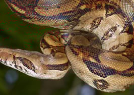 A boa constrictor in a tree