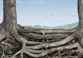 Two trees with intertwining roots