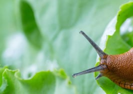 A slug on a lettuce leaf