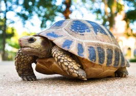 A turtle crawling slowly across the ground