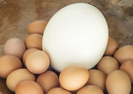 A large ostrich egg among smaller chicken eggs