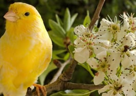 A canary