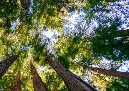 Redwood trees stretching in to the sky