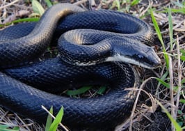 A black rat snake