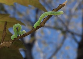 Inchworms inching up a leaf
