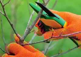 A pair of hands pruning a tree