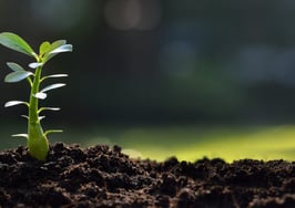 A young plant in the soil