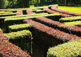 A maze