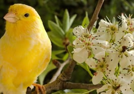 A canary