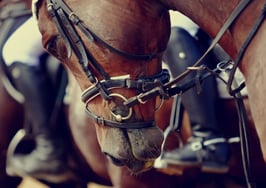 A horse being reined in