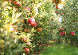 An apple orchard
