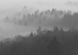 A misty forest