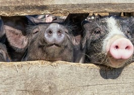 Piglets behind a fence