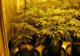 What real estate agents should know about pot legalization