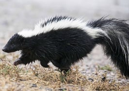 Crazy Sh*t In Real Estate: What's that smell?