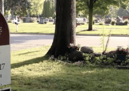 How one agent used humor to market a grave situation