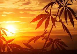 Cannabis real estate boom: How long will the high returns last?