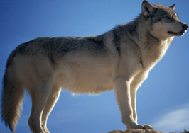 Lone Wolf acquires Instanet Solutions in real estate software war