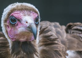 This is what bad real estate marketing looks like