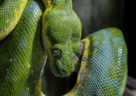 Rattlesnake ruins agent's open house in Phoenix