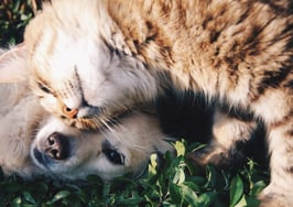 A survival guide for moving with pets