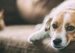 Your home probably has at least 3 allergens, study finds