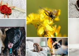 How to help your allergy-stricken clients in real estate